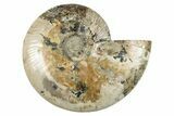 Cut & Polished Ammonite Fossil (Half) - Crystal Pockets #274808-1